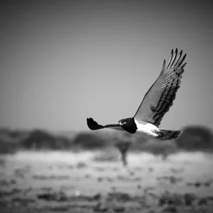 Black & White - Black-chested Snake Eagle In flight