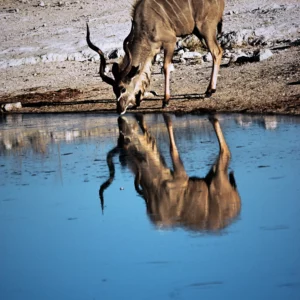 Cudu drinking - reflection