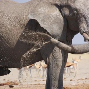 Elephant spraying mud