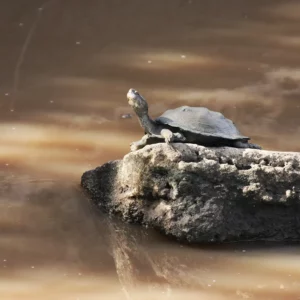 Terrapin Sunning Himself