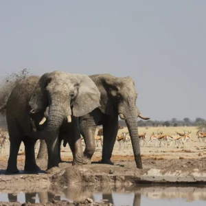 Two Elephants spraying mud and drinking water