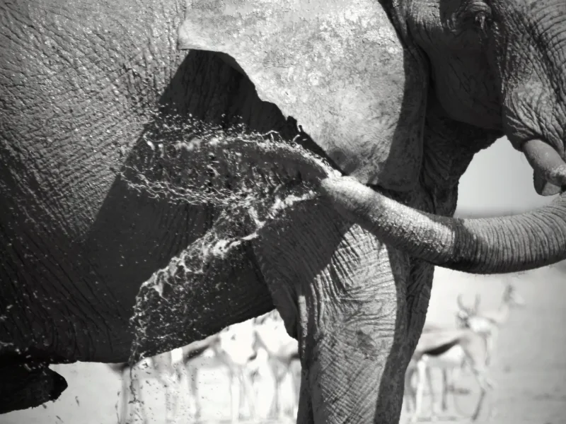 Black & White - Elephant spraying mud copy