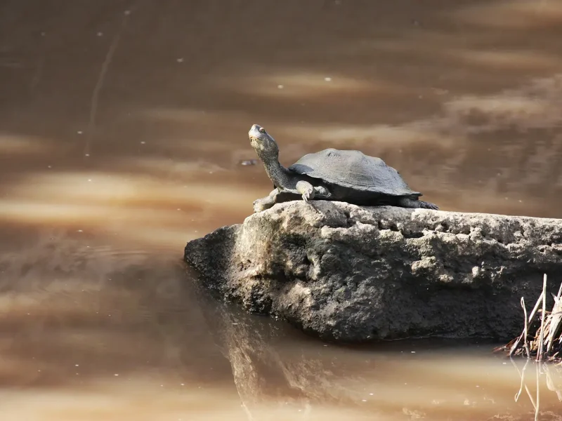 Terrapin 1 copy