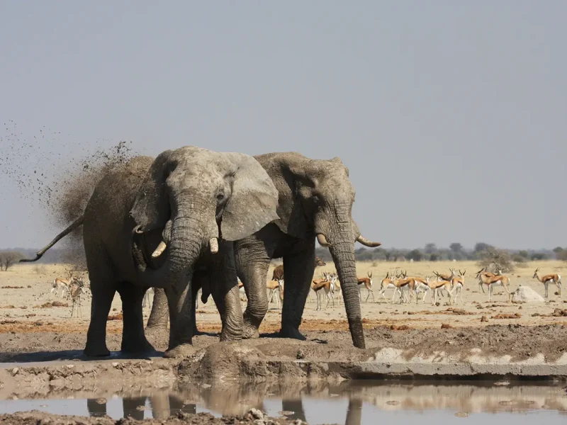 Two Elephants spraying mud and drinking water copy